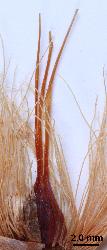 Hypericum ×inodorum with 3 styles.
 © Landcare Research 2010 